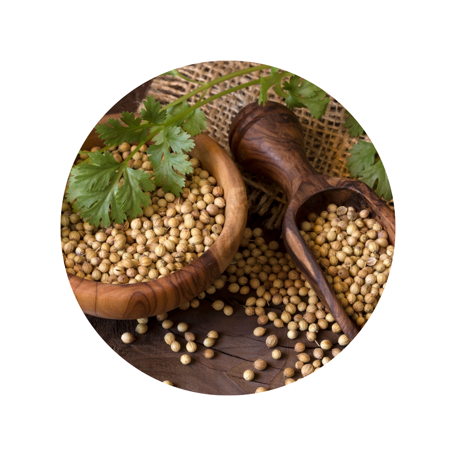 GHS Coriander Seeds